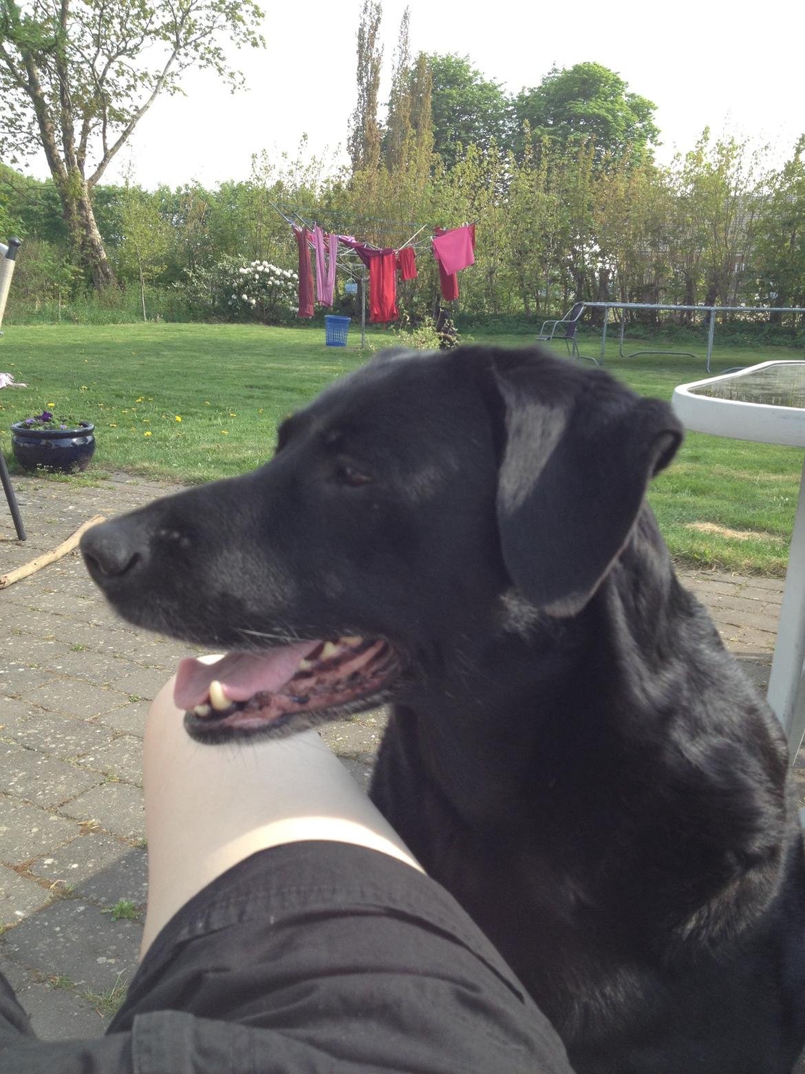 Blanding af racer Sheeba billede 44