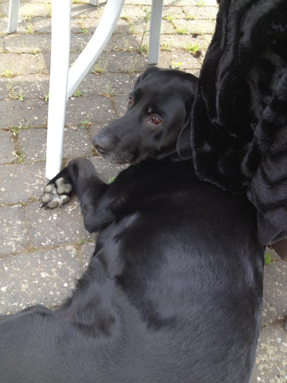 Blanding af racer Sheeba billede 45