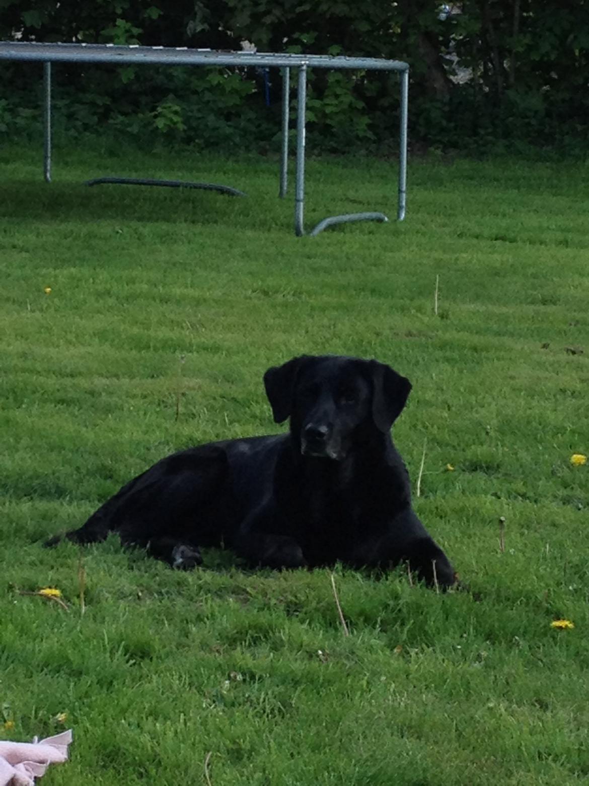 Blanding af racer Sheeba billede 46