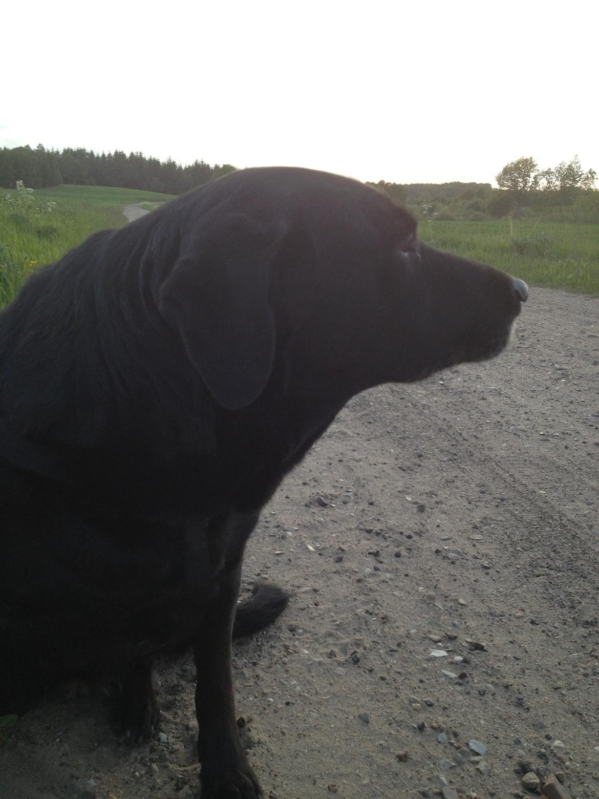 Blanding af racer Sheeba billede 47