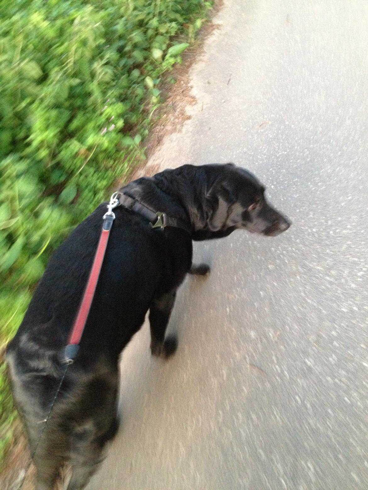 Blanding af racer Sheeba billede 48