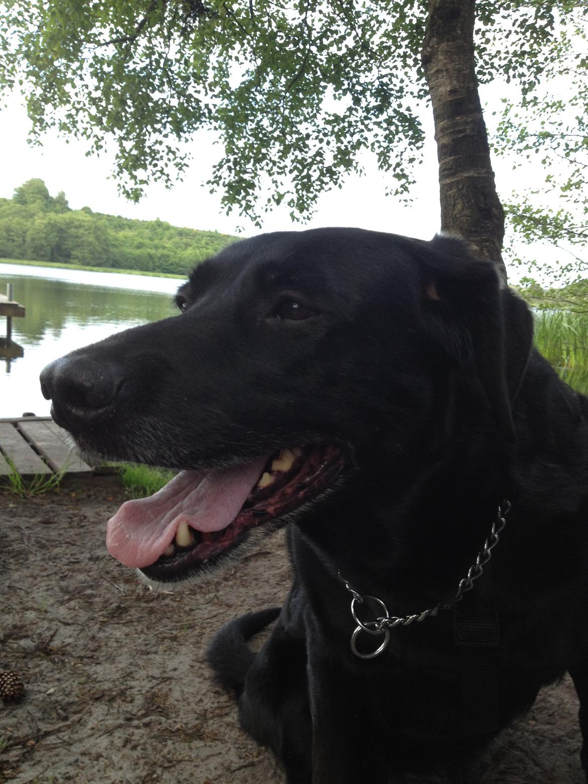 Blanding af racer Sheeba billede 49