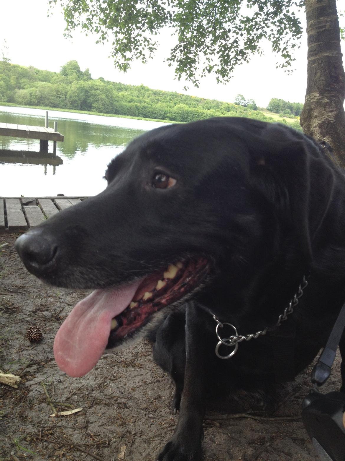 Blanding af racer Sheeba billede 50