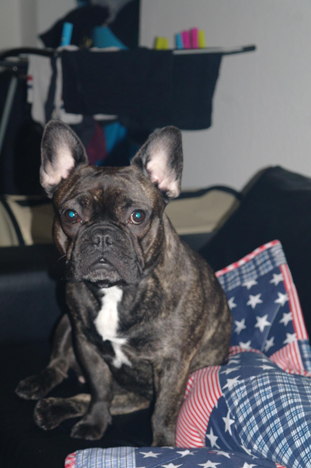 Fransk bulldog Frida billede 17