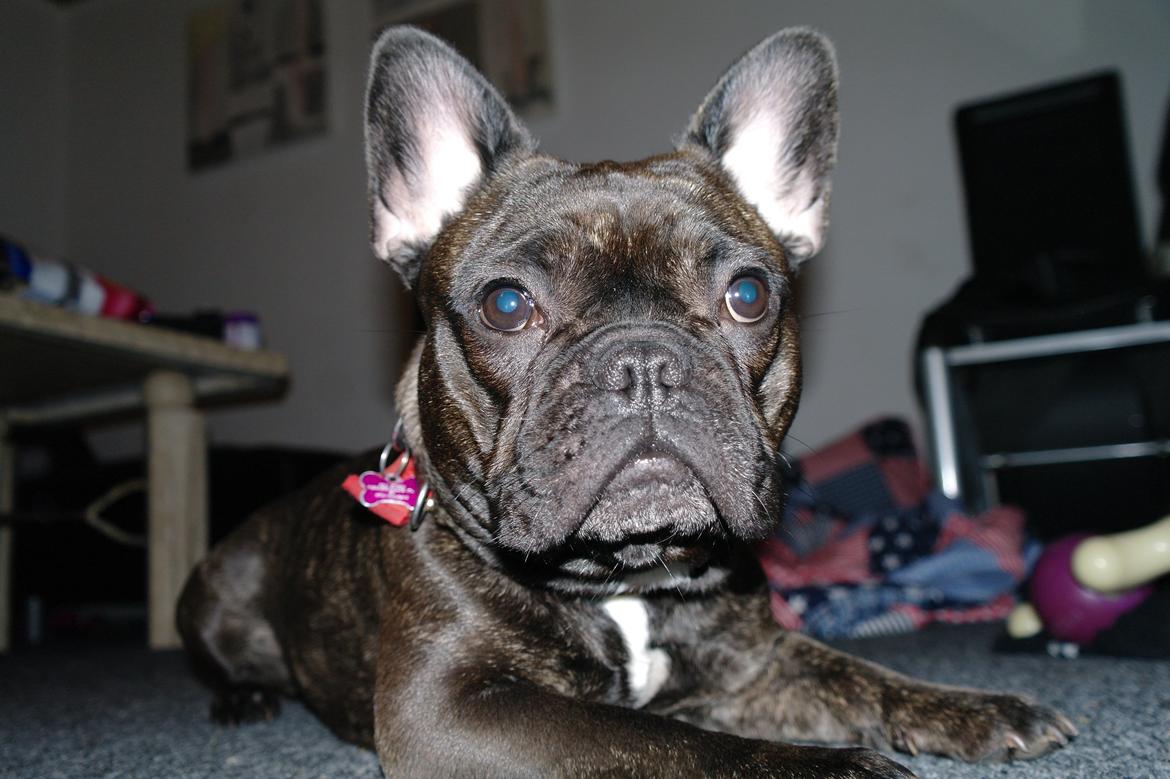 Fransk bulldog Frida billede 18