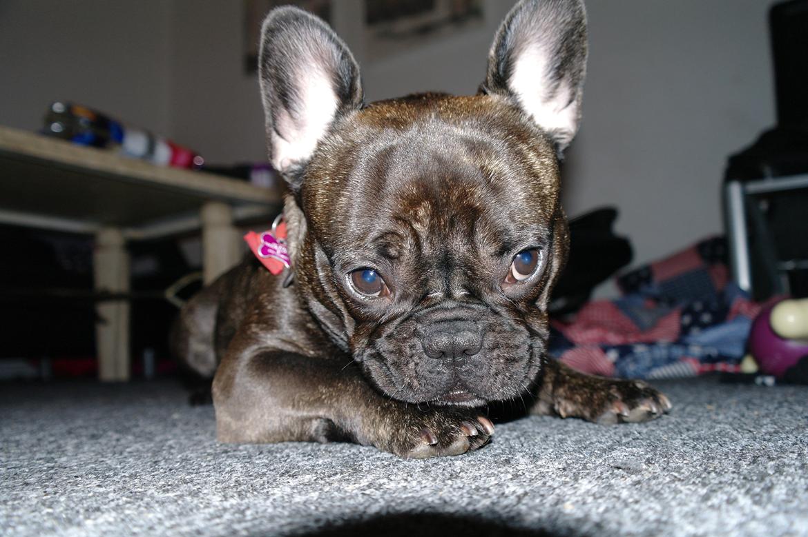 Fransk bulldog Frida billede 19