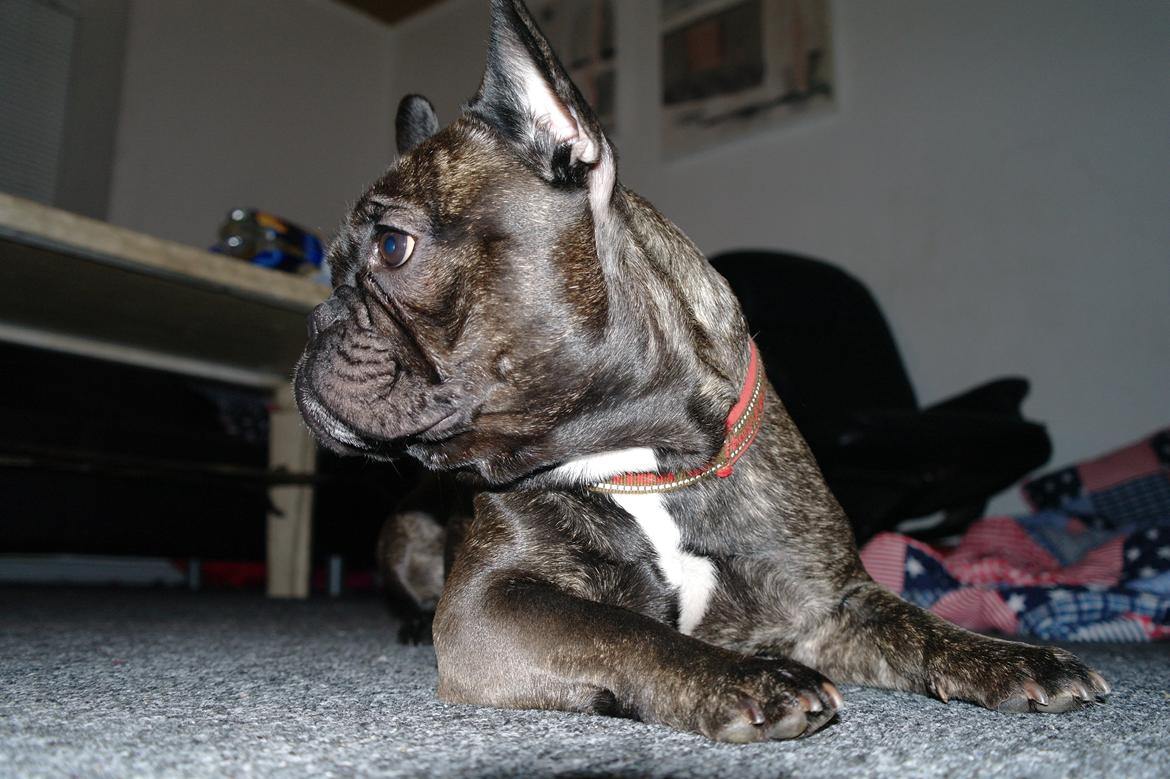 Fransk bulldog Frida billede 20