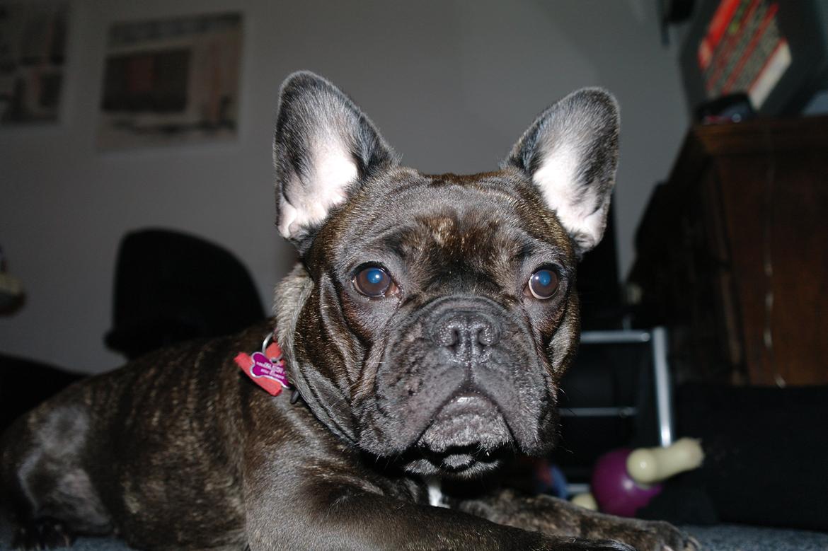 Fransk bulldog Frida billede 21