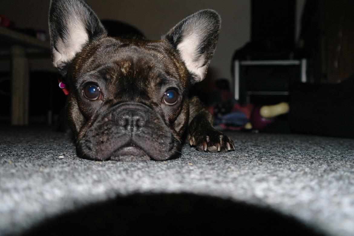 Fransk bulldog Frida billede 22