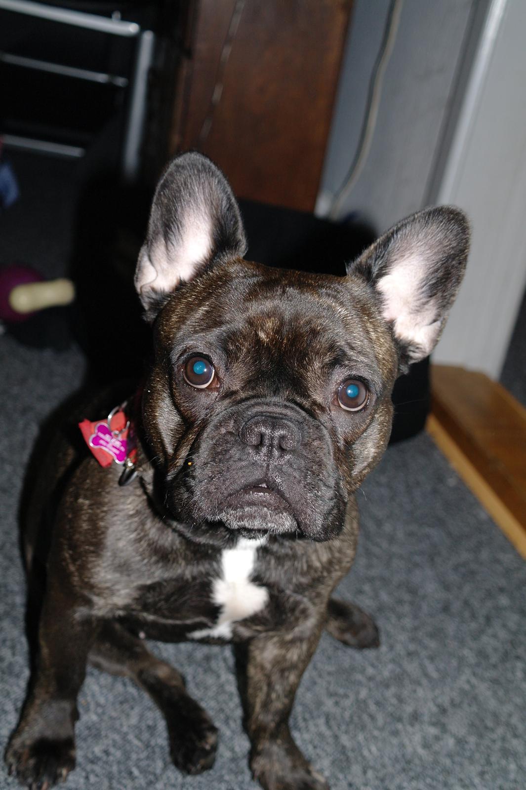 Fransk bulldog Frida billede 23