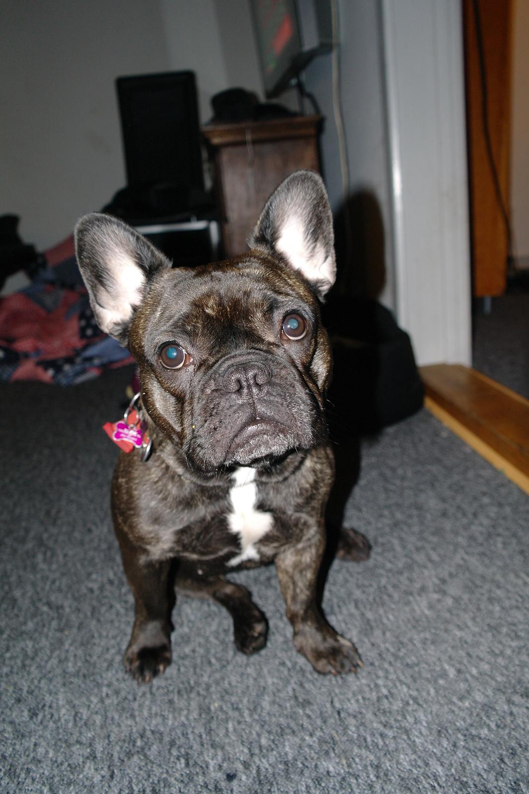 Fransk bulldog Frida billede 24