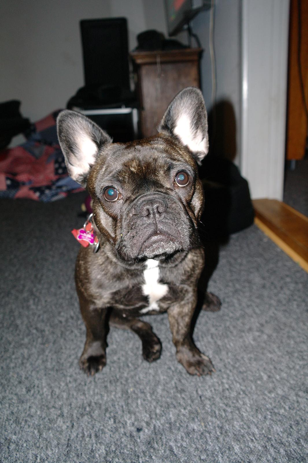 Fransk bulldog Frida billede 25