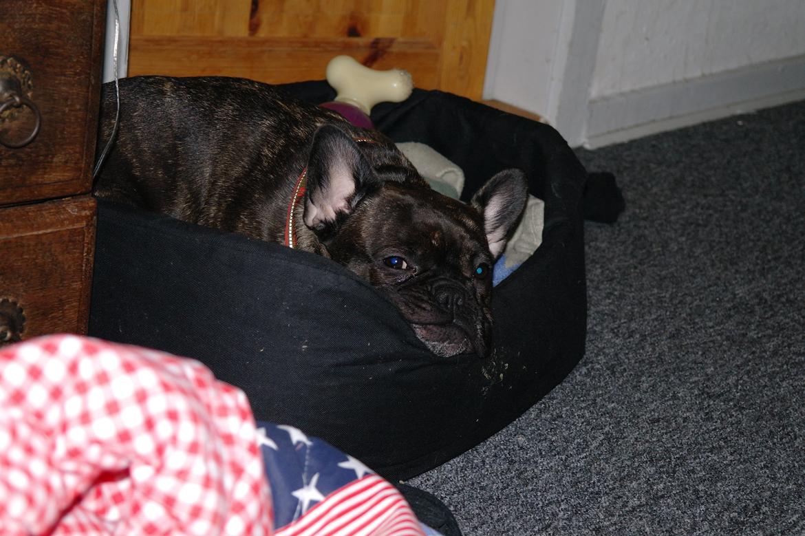 Fransk bulldog Frida billede 26