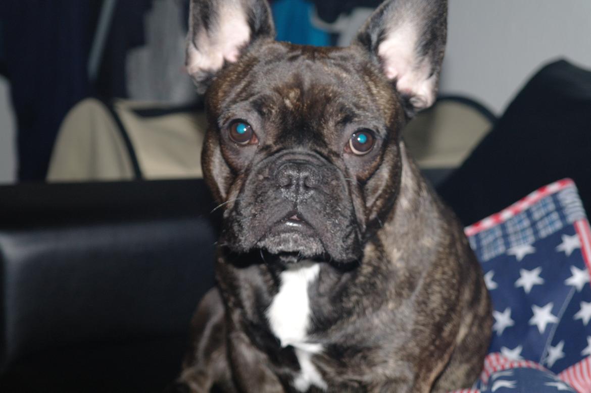 Fransk bulldog Frida billede 27