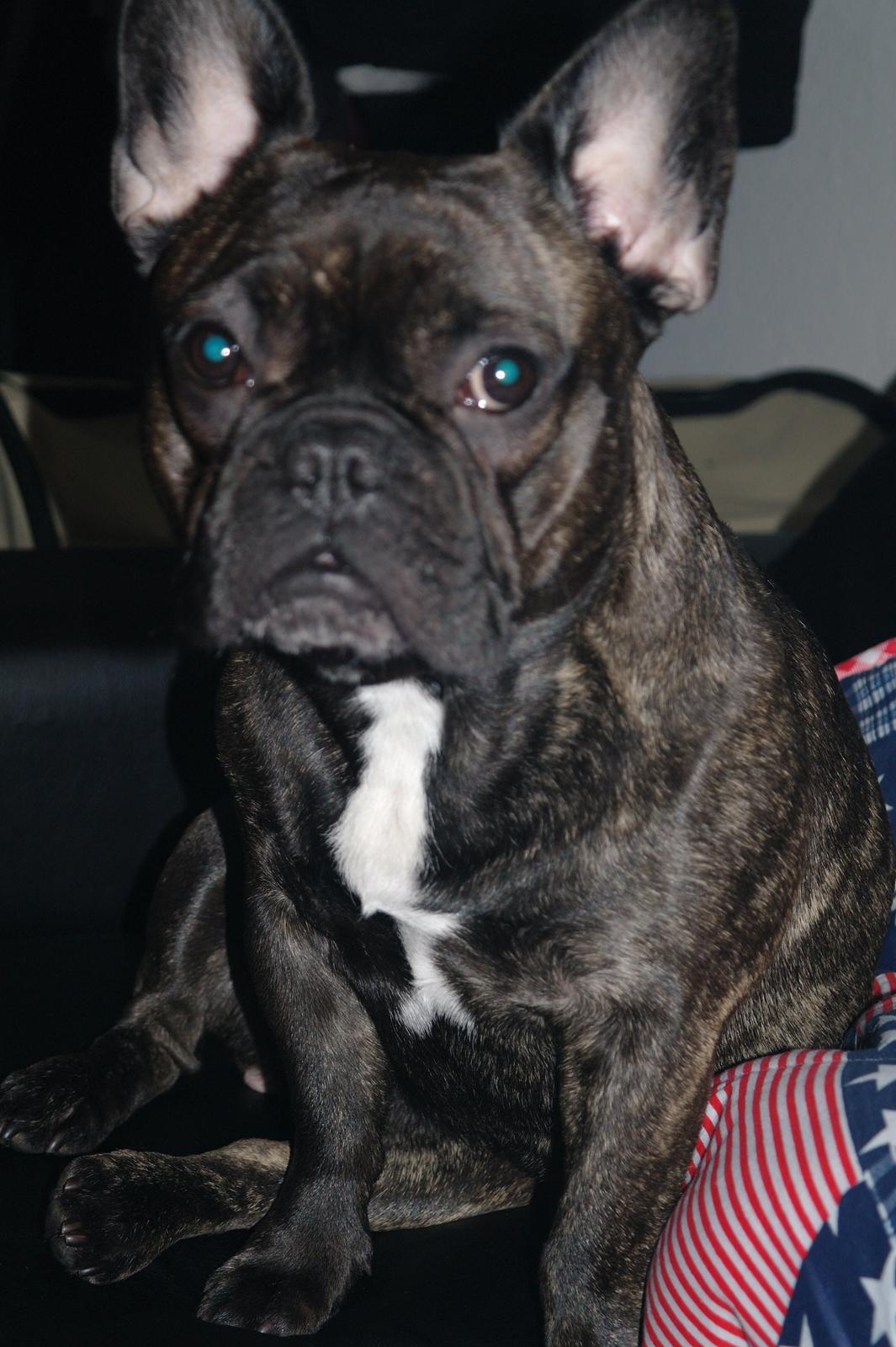 Fransk bulldog Frida billede 28