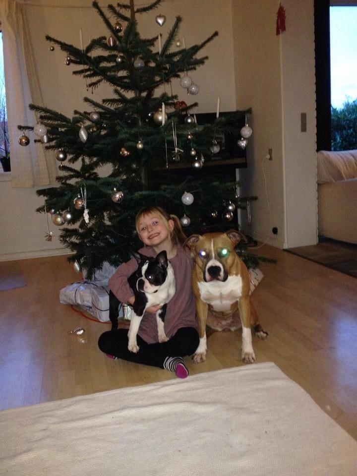 Boston terrier Multi-CH Westlund As Good As It Gets aka Pepsi billede 33