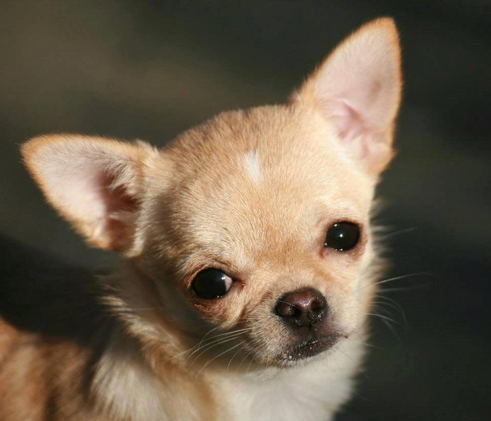 Chihuahua Ravns Isabella billede 2