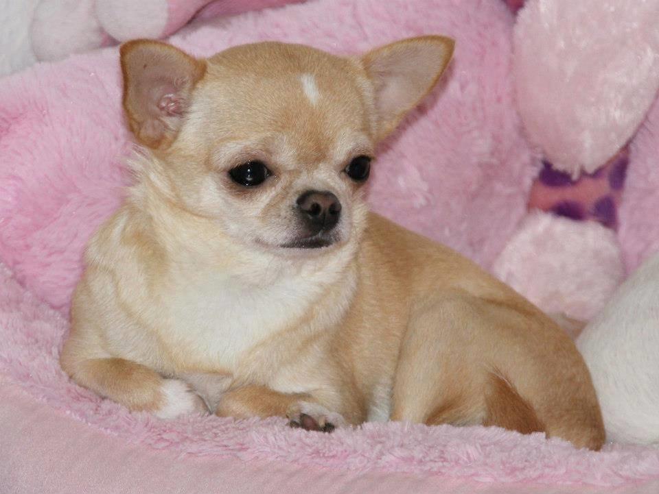 Chihuahua Ravns Isabella billede 3