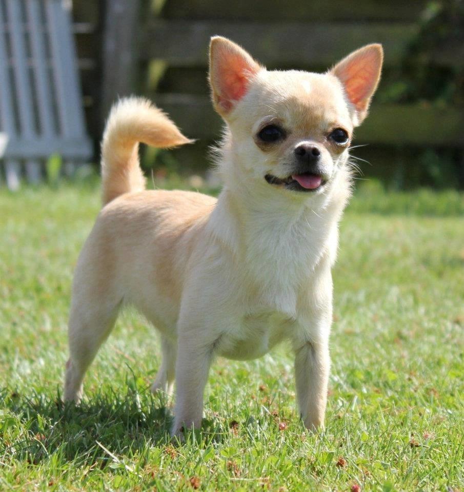 Chihuahua Ravns Isabella billede 4