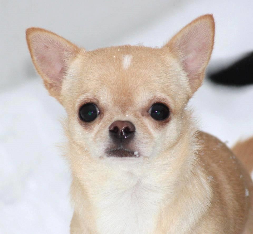 Chihuahua Ravns Isabella billede 5