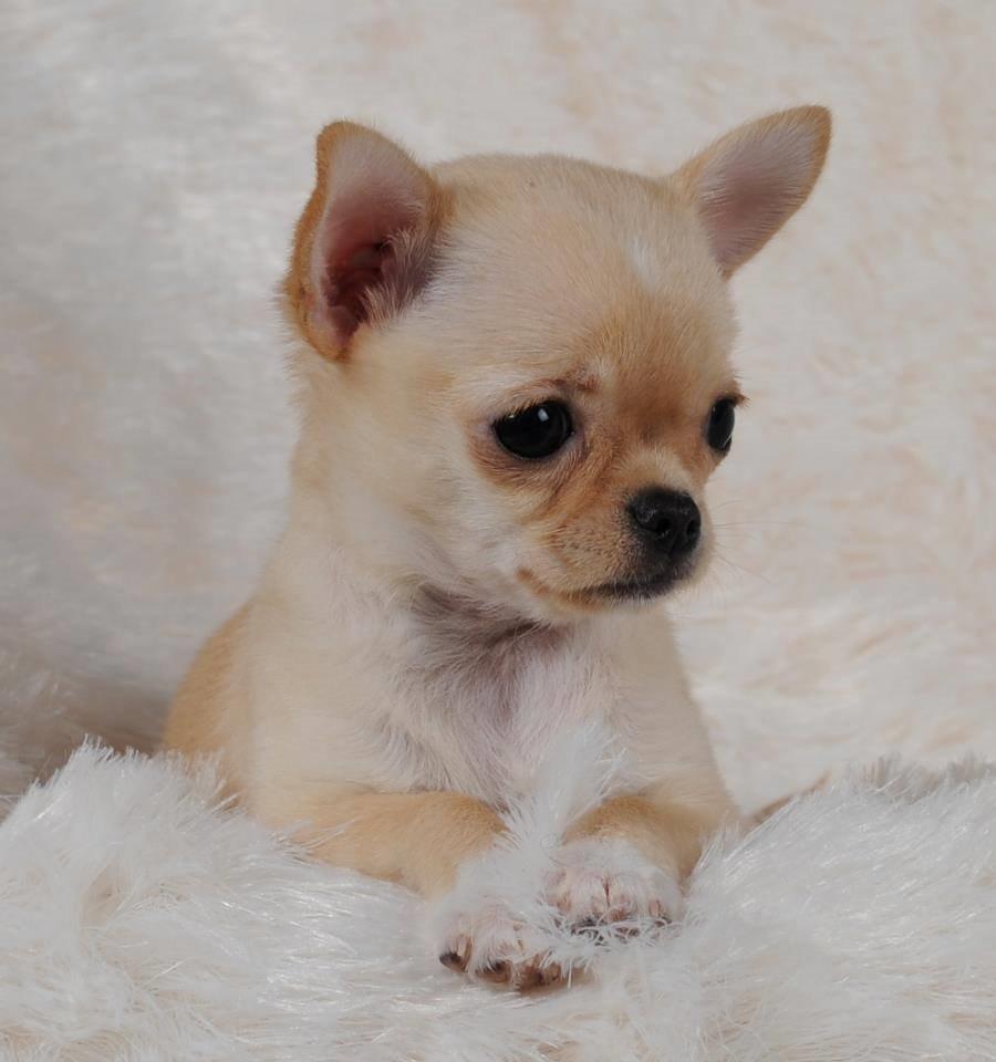 Chihuahua Ravns Isabella billede 1