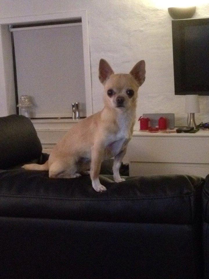 Chihuahua Asa Chihuahuas From Paradise billede 2