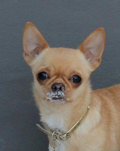 Chihuahua Asa Chihuahuas From Paradise billede 3