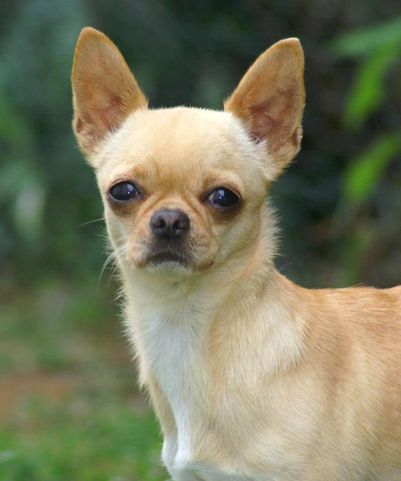 Chihuahua Asa Chihuahuas From Paradise billede 1