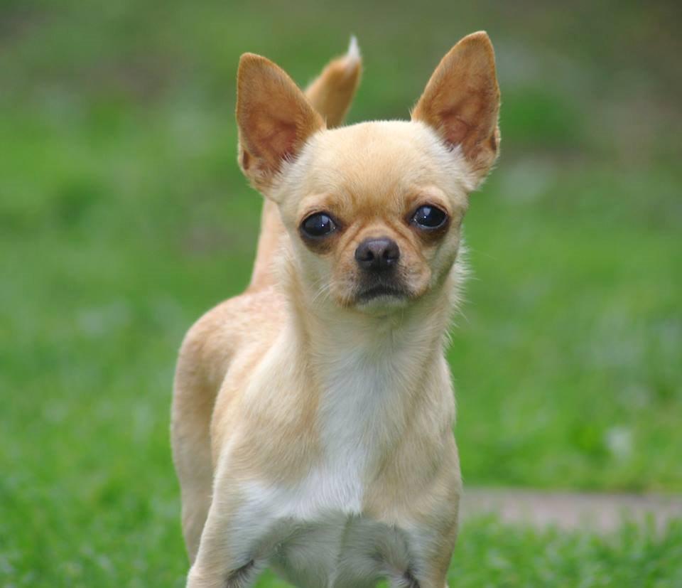 Chihuahua Asa Chihuahuas From Paradise billede 4