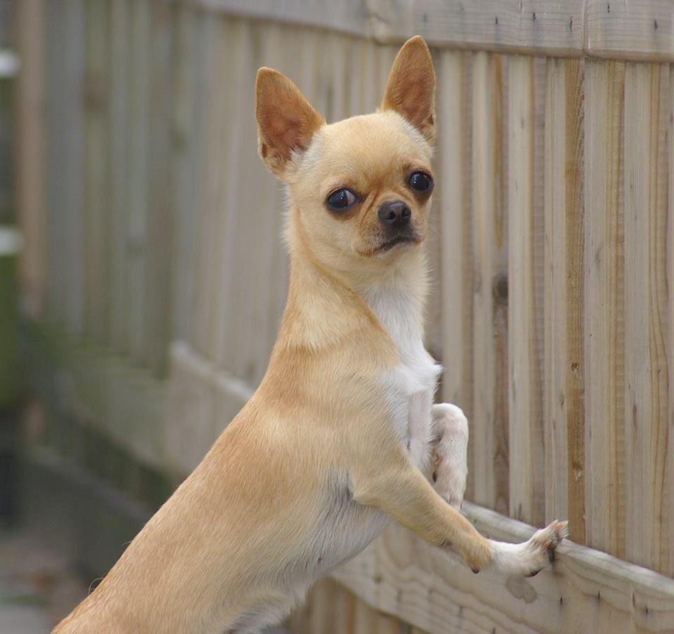 Chihuahua Asa Chihuahuas From Paradise billede 5