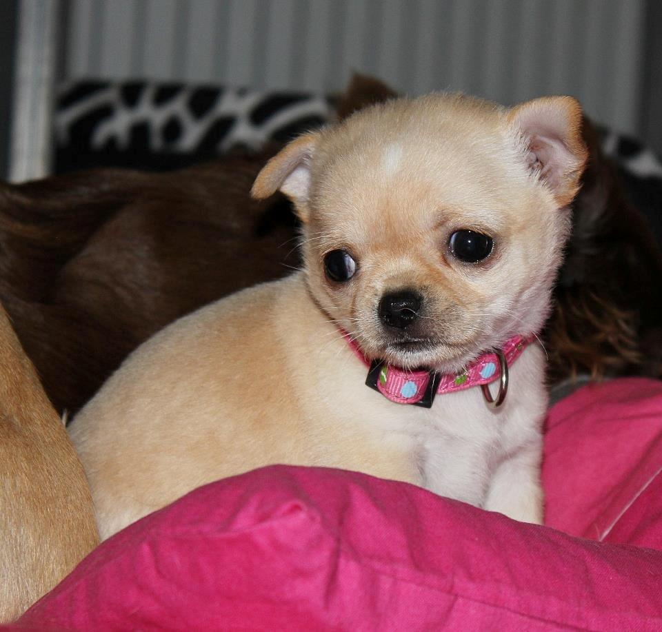 Chihuahua Ravns Isabella billede 6