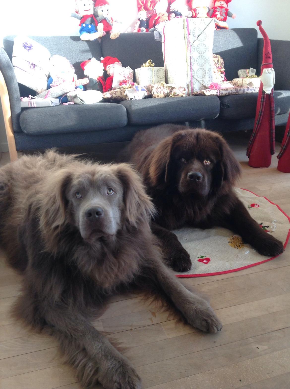 Newfoundlænder Vincent, Newetta's Just Vincent. billede 13