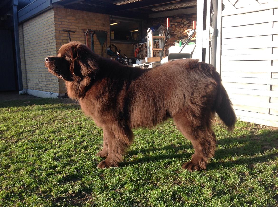 Newfoundlænder Baune, Newetta's Knockout in Brown billede 13