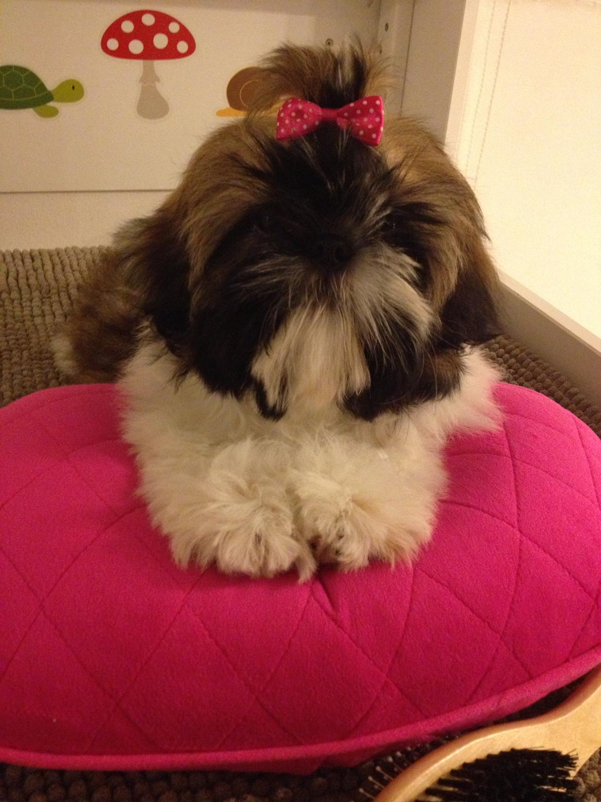 Shih tzu Liva billede 3