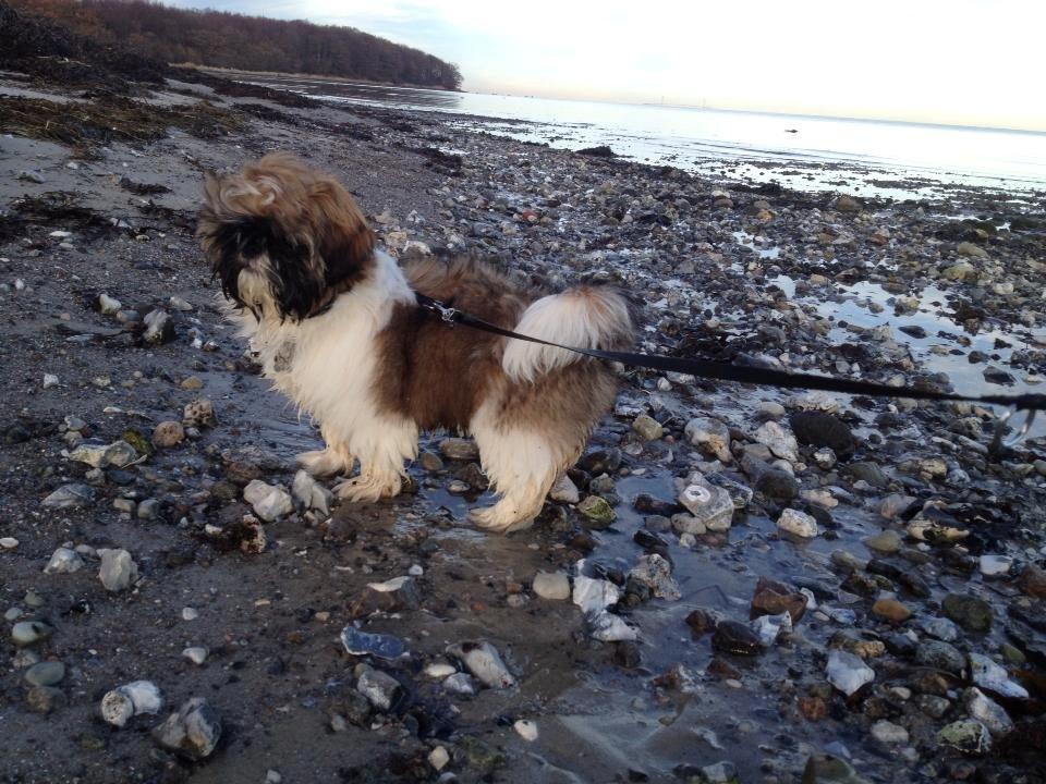 Shih tzu Liva billede 1