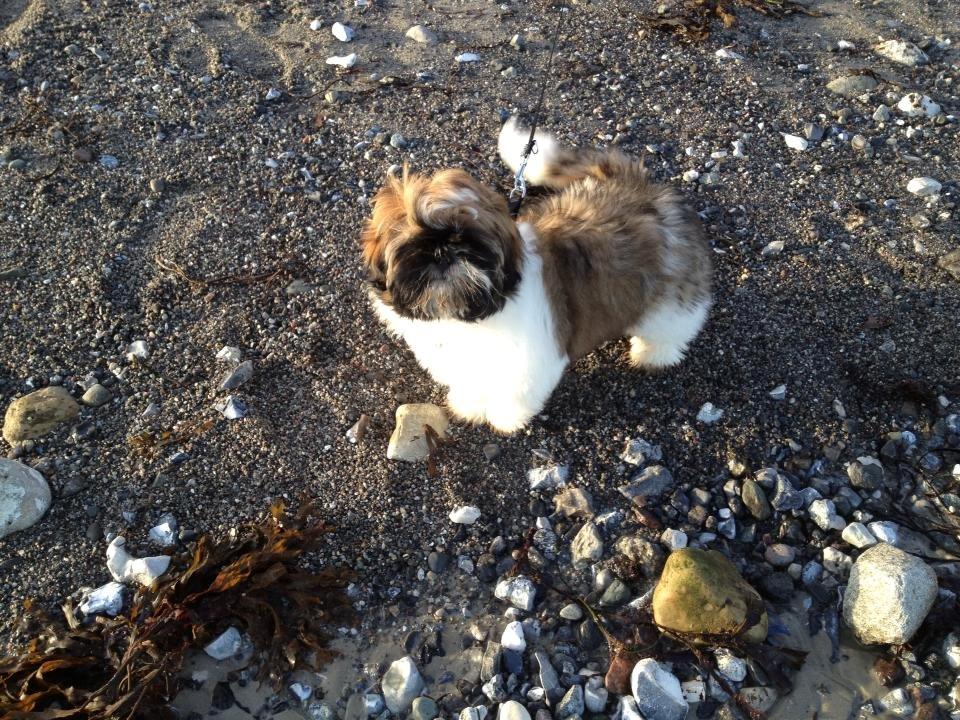 Shih tzu Liva billede 2