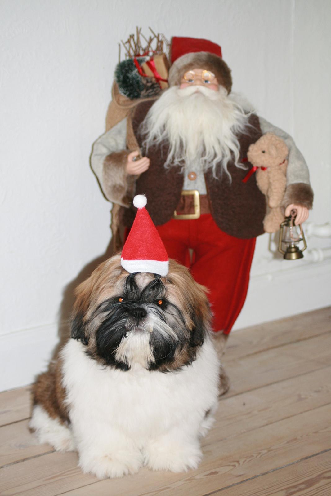 Shih tzu Liva billede 5