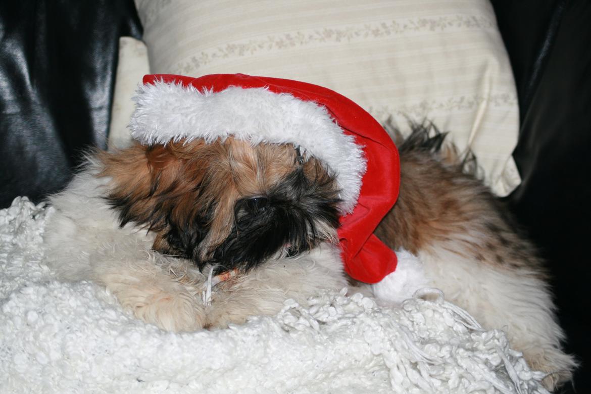 Shih tzu Liva billede 4