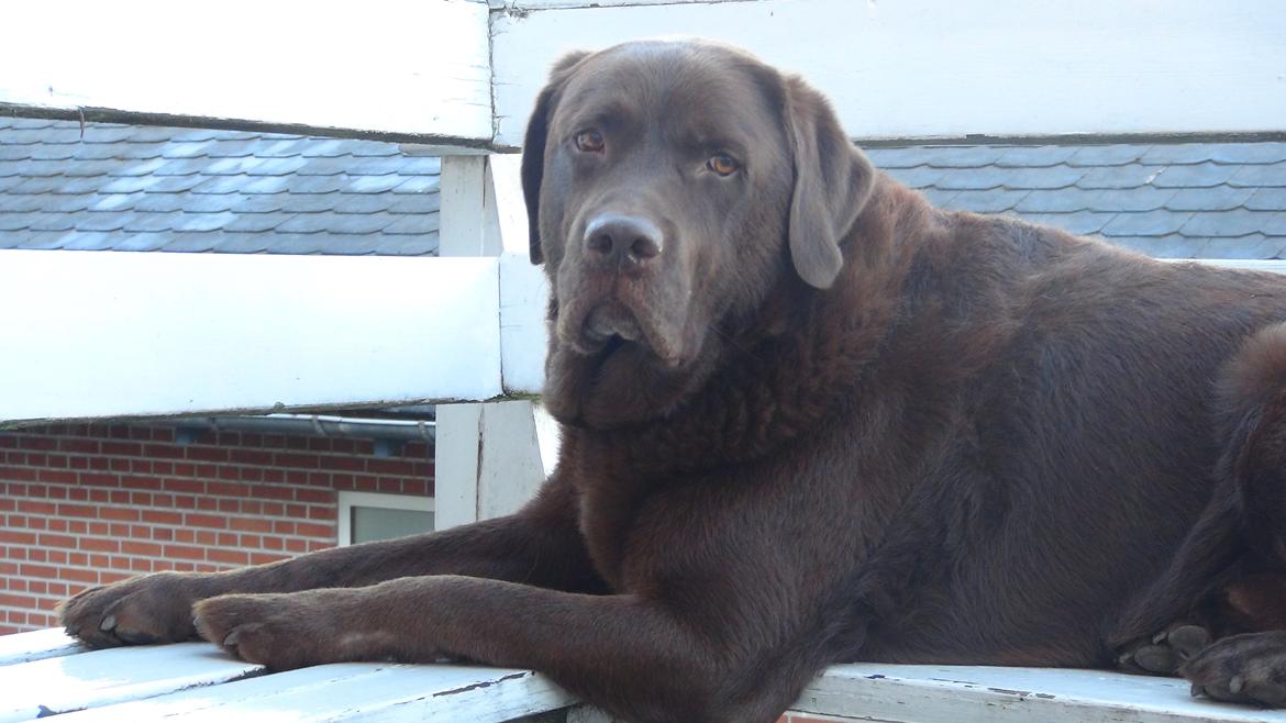 Labrador retriever Louie billede 19