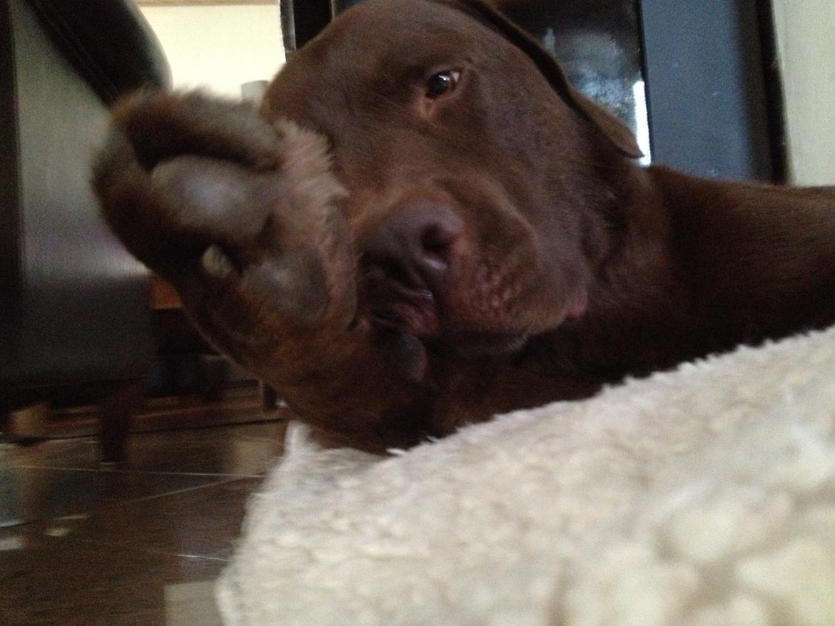 Labrador retriever Louie - High five :-) billede 23