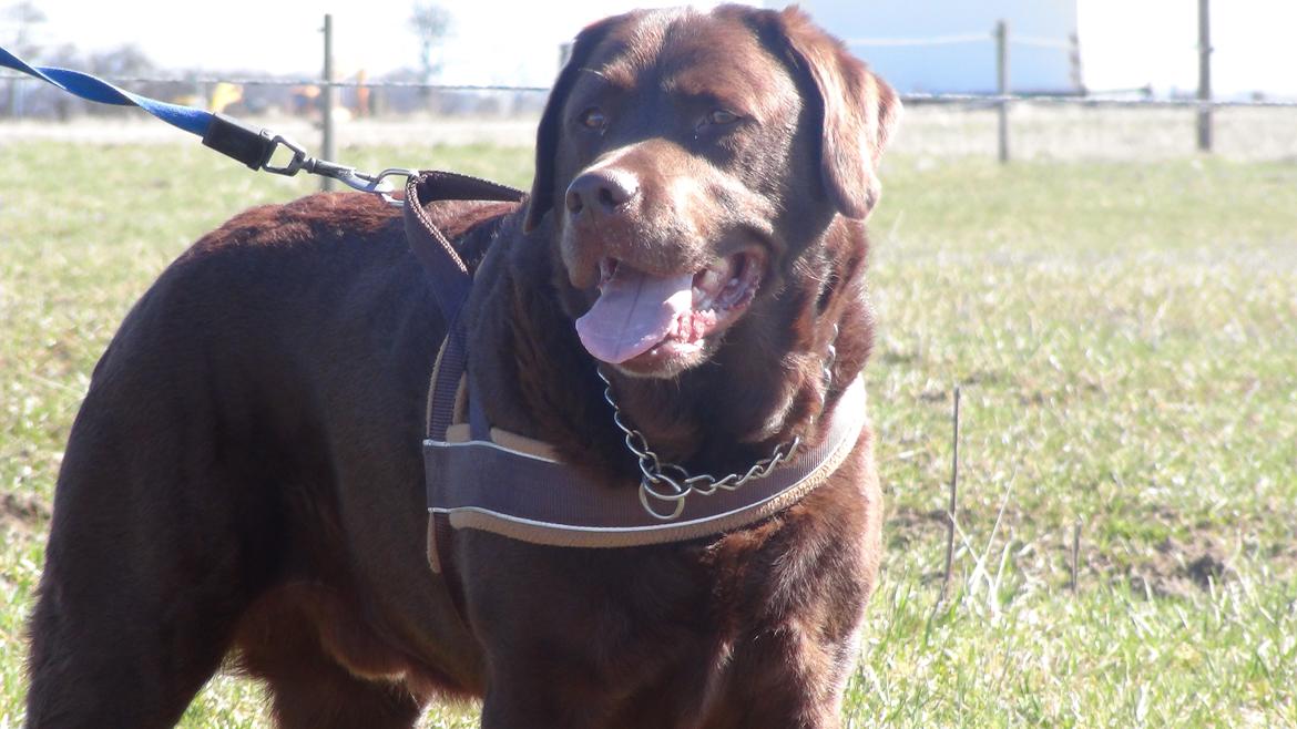Labrador retriever Louie - Louie med på rideskolen billede 6
