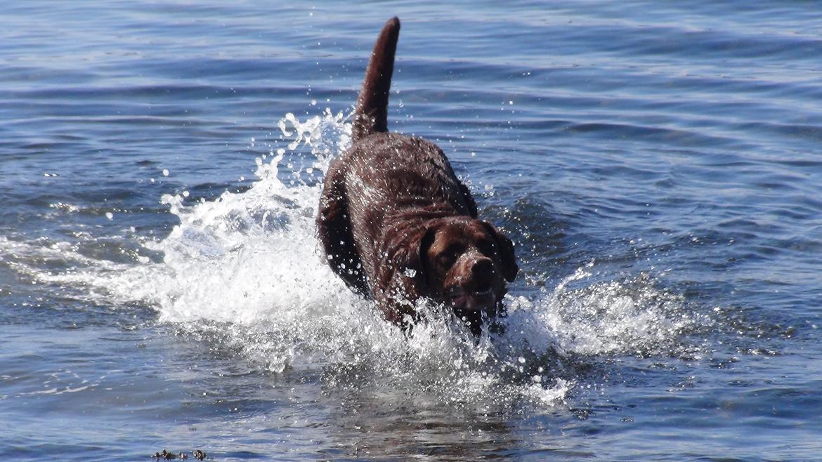 Labrador retriever Louie - Louie ved stranden billede 15