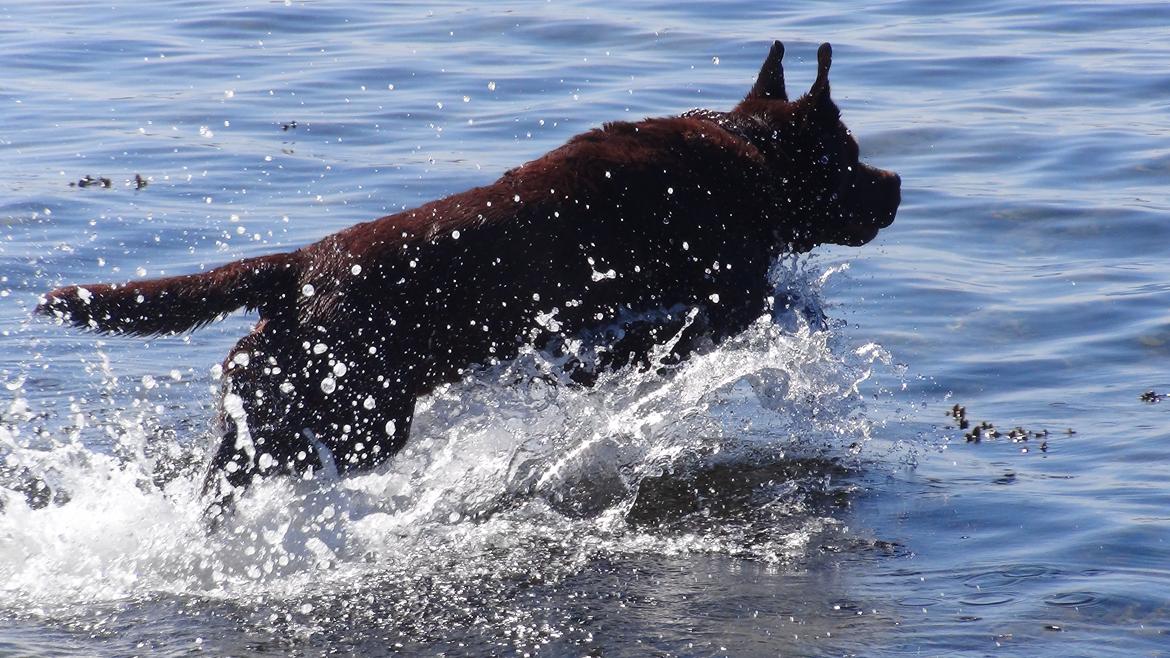 Labrador retriever Louie - Louie ved stranden billede 34