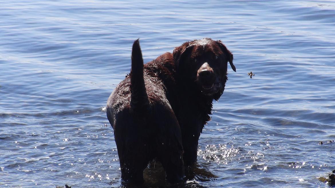 Labrador retriever Louie - Louie ved stranden billede 25