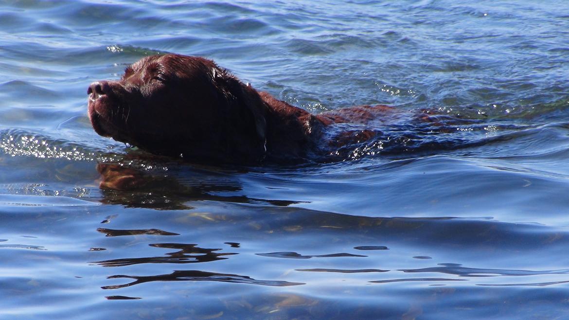 Labrador retriever Louie - Louie ved stranden billede 28