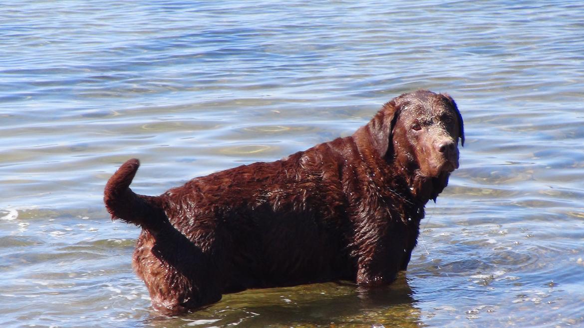 Labrador retriever Louie - Louie ved stranden billede 30
