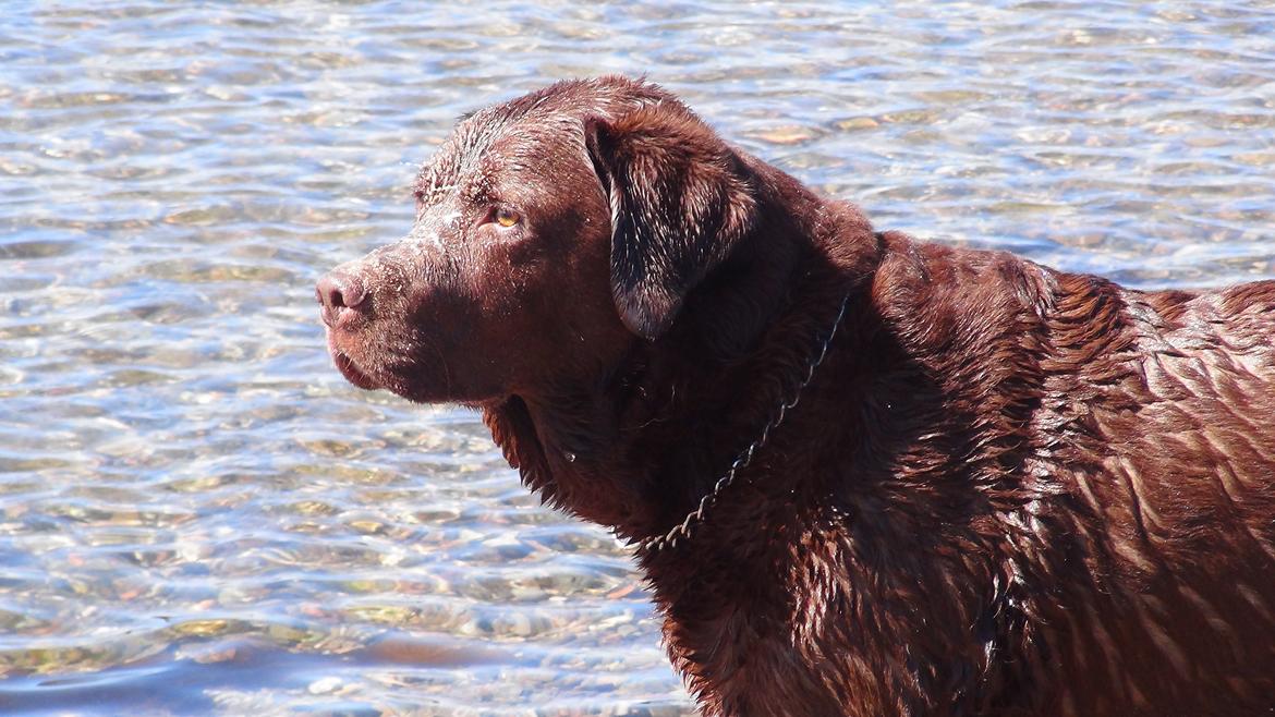 Labrador retriever Louie - Louie ved stranden billede 4