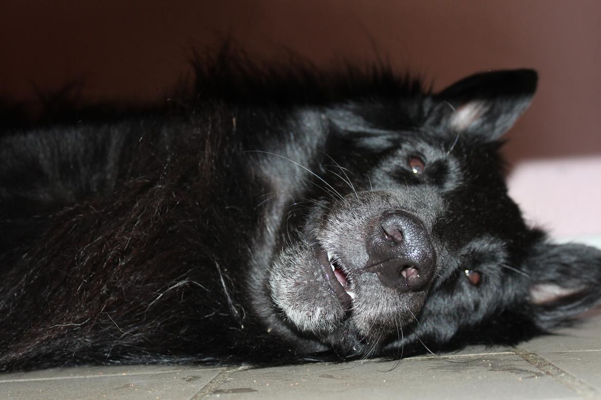 Groenendael Coeur-Ami Pepsi Blue billede 14