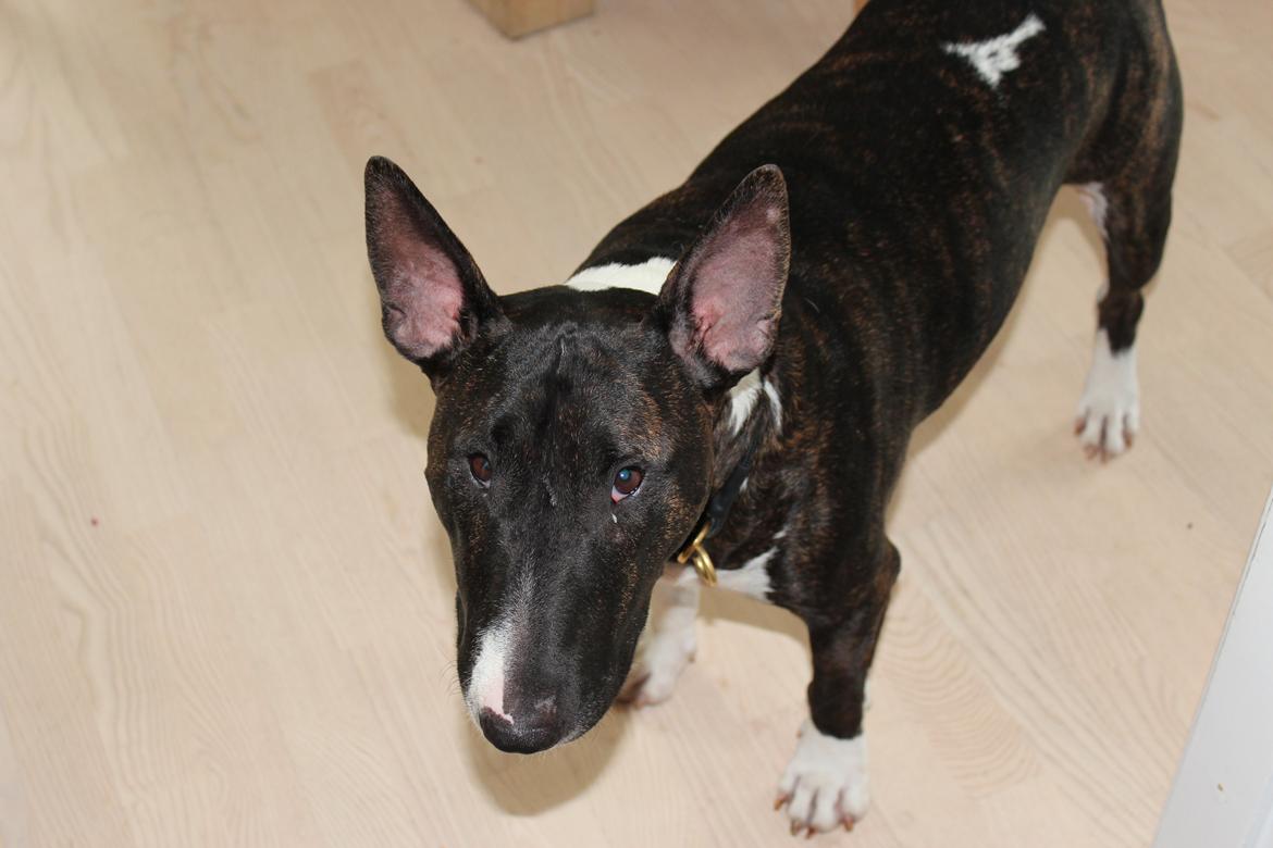 Bullterrier Koko billede 7