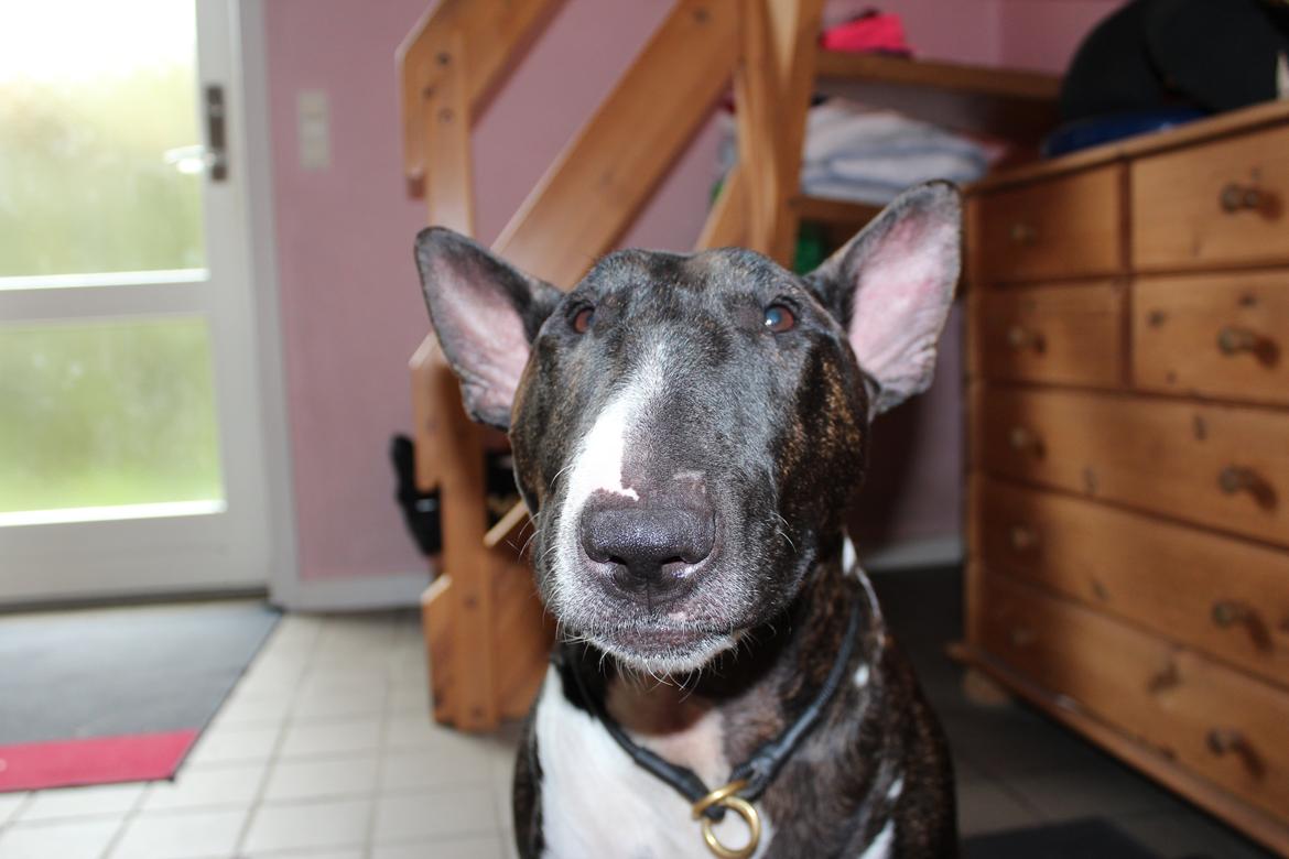 Bullterrier Koko billede 8